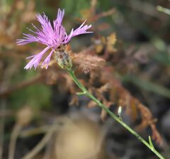 Centaurea giardinae