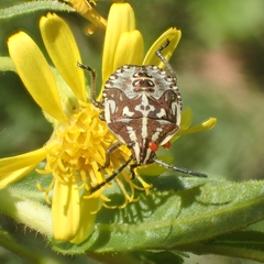 Carpocoris