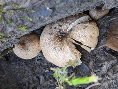 Lentinus tigrinus