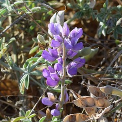 Lupinus formosus