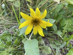 Helianthus hirsutus