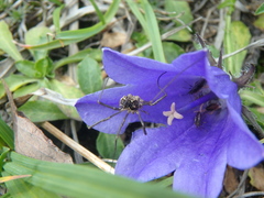 Mitopus morio