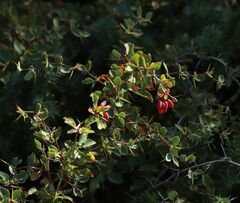 Berberis aetnensis