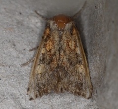 Papaipema impecuniosa