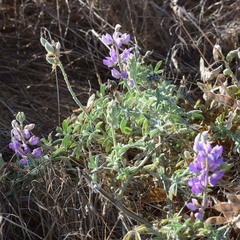 Lupinus formosus