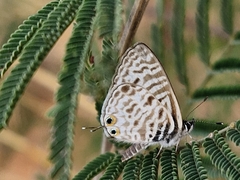 Leptotes pirithous