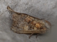 Papaipema impecuniosa