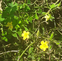 Oxalis perennans