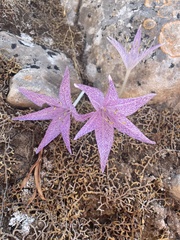 Colchicum chalcedonicum