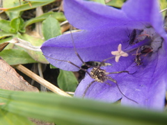 Mitopus morio