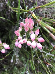 Erica holosericea