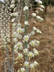 Drimia altissima