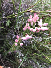 Erica holosericea