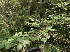 Corylus sieboldiana mandshurica