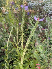 Physostegia virginiana