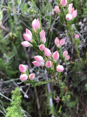 Erica holosericea