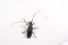 Monochamus alternatus