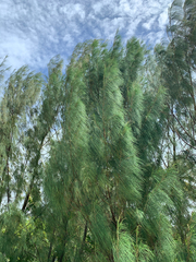 Casuarina