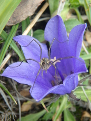 Mitopus morio