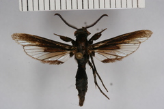 Albuna rufibasilaris