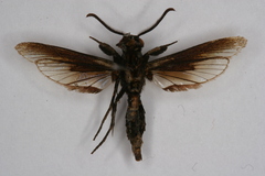 Albuna rufibasilaris