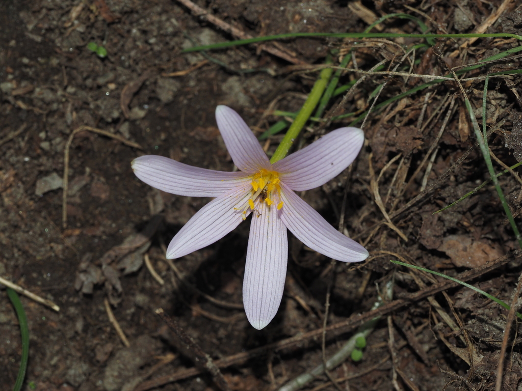 Colchicum alpinum (Colchicum alpinum)