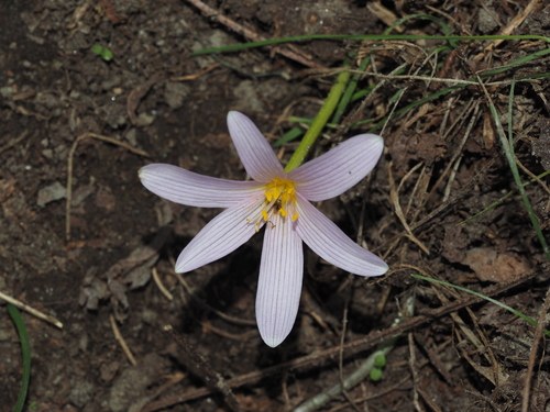 Colchicum alpinum (Colchicum alpinum)
