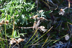 Oxytropis arctica taimyrensis
