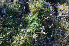 Oxytropis arctica taimyrensis