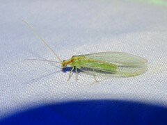 Chrysopidae