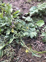 Sisymbrium officinale