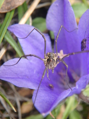 Mitopus morio