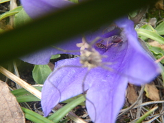 Nithecus jacobaeae