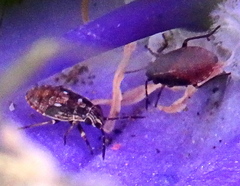Nithecus jacobaeae