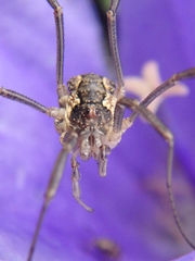 Mitopus morio