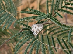Leptotes pirithous