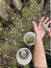 Ambloplites rupestris