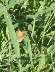 Coenonympha pamphilus