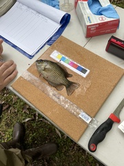 Ambloplites rupestris