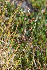 Carex macrogyna