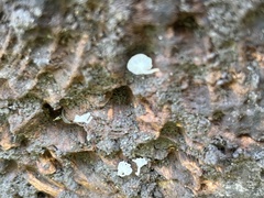Mycena tenerrima