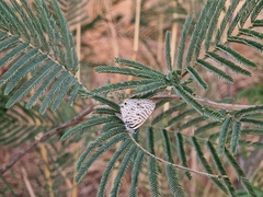 Leptotes pirithous