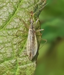 Nabis limbatus