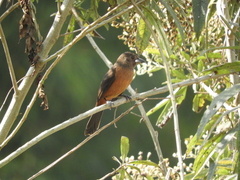 Ramphocelus bresilius