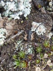 Mitopus morio
