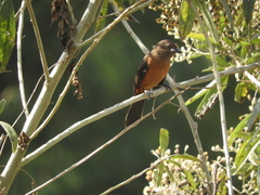 Ramphocelus bresilius