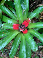 Neoregelia compacta