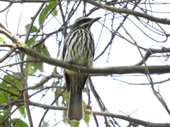Myiodynastes maculatus
