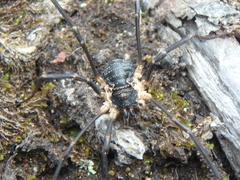 Mitopus morio