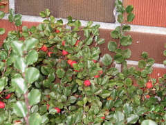 Cotoneaster horizontalis
